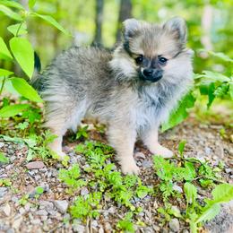 Moscato - Wolf sable female Pomeranian puppy in Buck Valley, Pennsylvania from Buck Valley Pomeranians