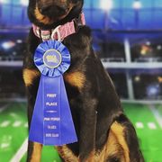 Beaucerons from Highside