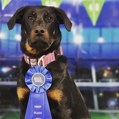 Beaucerons from Highside