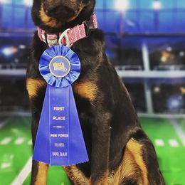 Beaucerons from Highside