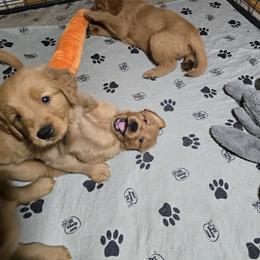 Golden Retriever Puppies from Jack Goettel