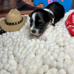 Boy2 - Black tan and white male Biewer Terrier puppy in Douglas, Georgia from Southern Georgia Yorkies and biewers