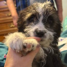 Lucy - Black and white female Aussiedoodle puppy in Four Oaks, North Carolina from RoseWest Farms