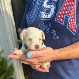Snow White - Blue Girl - White female Miniature Schnauzer puppy in Oneonta, Alabama from Murphree Valley Kennels