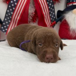 Purple - Chocolate female Labrador Retriever puppy in Heath Springs, South Carolina from Rich Hill Retrievers
