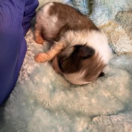 Armani - Orange sable male Pomeranian puppy in Childersburg, Alabama from A Sample Of Gods Love Kennels