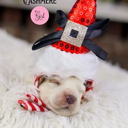 Canhmere - Caramel cream female Australian Labradoodle puppy in Redding, California from Shasta Royal Monroe Puppies