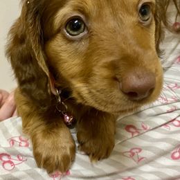 Dachshund Puppies from Penny’s Promises