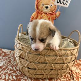 Blue - Red male Pembroke Welsh Corgi puppy in Cumming, Georgia from Linda's Pembroke Welsh Corgis