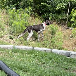 German Shorthaired Pointer Puppies from Triple R German Shorthaired Pointers