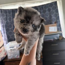 Stone - Merle male Pomsky puppy in Kingston, Michigan from Browns Pomskys