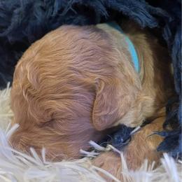 Hugo - Apricot male Goldendoodle puppy in Red Oak, Iowa from Fisher Pups-Stay Golden with a Doodle