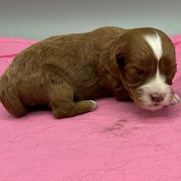 Sophia - Ruby female Cavalier King Charles Spaniel puppy in Burke, New York from Patti’s Puppies