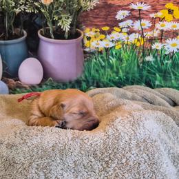 Red - Dark golden female Golden Retriever puppy in Taft, Tennessee from McGraw's Fetching Pups