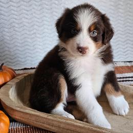 Rory - Red tri-color female Australian Shepherd puppy in Mountain Grove, Missouri from K Bar H Farms