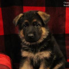 Girl 3 - German Shepherd puppy in Washington from Ampid German Shepherds
