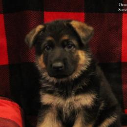 Girl 3 - German Shepherd puppy in Washington from Ampid German Shepherds