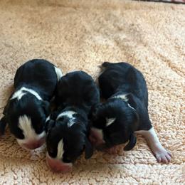 Male 1 - Black tan and white male Beagle puppy in Gentry, Arkansas from HC Puppy Ranch