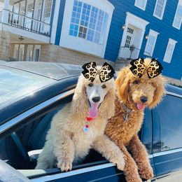 Poodles from Dirt Road Ranch Kennels