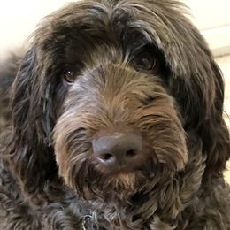 Jake - Labradoodle