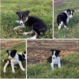 Border Collie Puppies from Forthright Farms