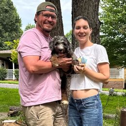 Chandler DNA link attached - Merle male Bernedoodle puppy in Wilkesboro, North Carolina from Bernedoodle Love Puppies