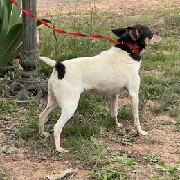 Toy Fox Terrier All Grown Up from Foxridge Farms