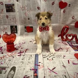 Dustin - Sable male Collie puppy in Chilhowie, Virginia from Jolly Collies