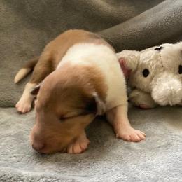 Rebecca - Sable merle and white female Collie puppy in Yulee, Florida from Three Collie Farm