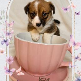 American Corgi and Pembroke Welsh Corgi Puppies from London Bridge Corgis