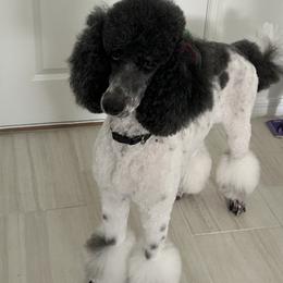 Valley - Poodle