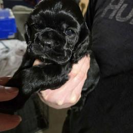 Apple - Black male Cocker Spaniel puppy in Port Washington, New York from Belive in Dreams Cockers