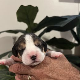Maverick - Black tan and white male Beagle puppy in Brownsboro, Texas from Willow Bark Beagles