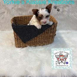 Molly - Chocolate, tan and white female Yorkshire Terrier puppy in Dierks, Arkansas from Yorkie’s Klassie Kreations