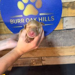 Second Pick - Golden female Golden Retriever puppy in Kimberly, Idaho from Burr Oak Hills Kennel