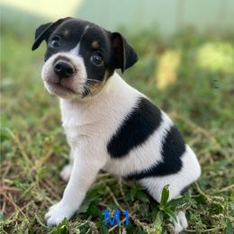 Male 1 - Blue white and tan male Rat Terrier puppy in Burnet, Texas from Burton's Rat Terriers