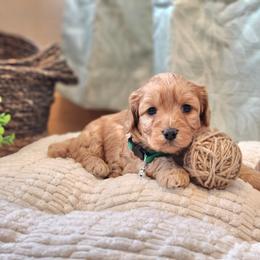 F1B Meet Wendal :) - Red male Cavapoo puppy in Centerville, Iowa from Barnyard Dachshunds, Dals & Doodles