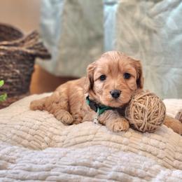 F1B Meet Wendal :) - Red male Cavapoo puppy in Centerville, Iowa from Barnyard Dachshunds, Dals & Doodles