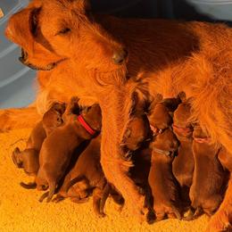 Blue collar - Red male Irish Terrier puppy in Moyie Springs, Idaho from Avonlea Terriers