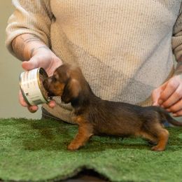 Brinley-Pends Evaluation - Red female Dachshund puppy in Auxvasse, Missouri from Above Par Kennels