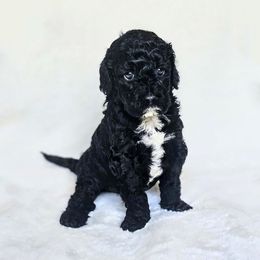 Poodle Puppies from Pure Parti Poodles