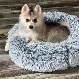 Sion - Silver and white male Pomsky puppy in Boonville, Indiana from Elysian Pomskies