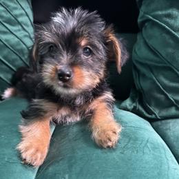 Yorkshire Terrier Puppies from Maxedwards_luxuriousyorkies