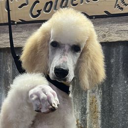 Girl 4 - Parti Poodle puppy in New Braunfels, Texas from Angelic Goldens