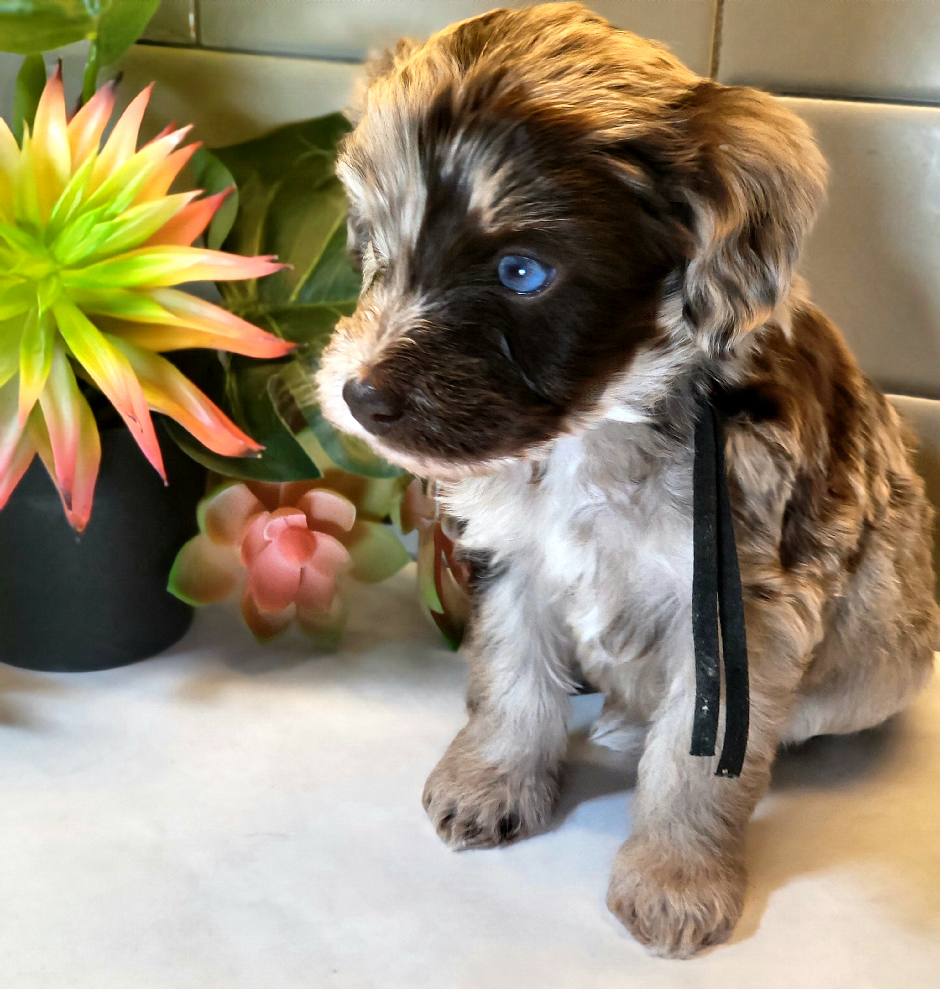 Aussiedoodles, Golden Aussiedoodles, Goldendoodles, Labradoodles, and Poodles from Grapeshot Poodles & Doodles LLC