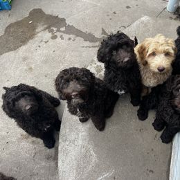 Australian Labradoodle Puppies from Gateway Australian Labradoodles