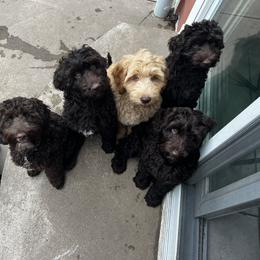 Australian Labradoodle Puppies from Gateway Australian Labradoodles