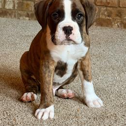 Peeta Mellark (Peeta) - Brindle male Boxer puppy in Georgia from Stephanie’s Boxers