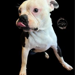 Neko - Boston Terrier