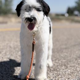 Snoopy - Black and white male Schnoodle puppy in Caldwell, Idaho from Boise Doodle Co.
